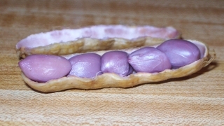 Picture of delicious boiled peanut. Peanuts are on the half shell and are moist and purple.