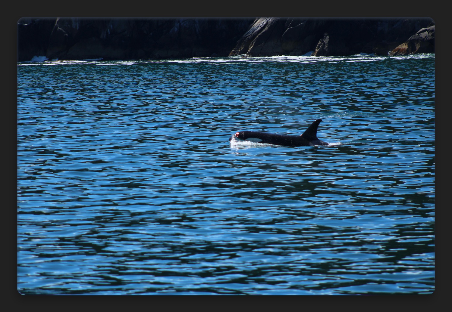 black body of orca whale emerging from a vibrant blue ocean. the shore behind forming into mountains. 