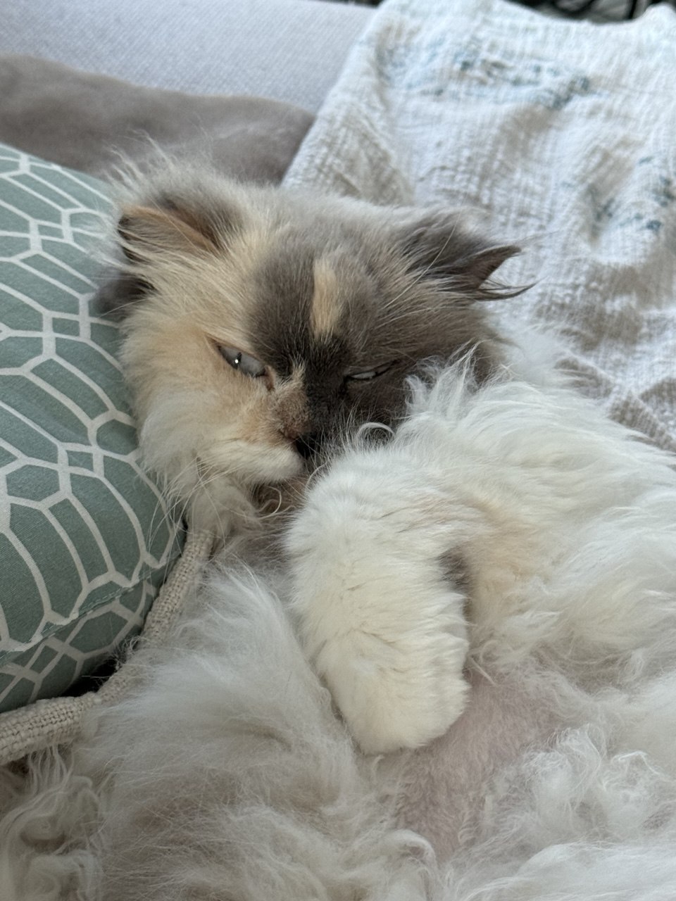 Older white cat resting a half-dark, half-orange head on a pastel green pillow amid a cream blanket.