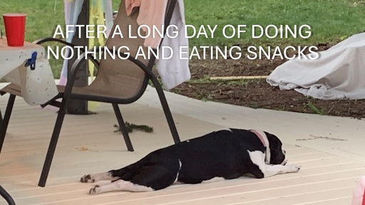 A dog is laying down prone on a patio, with her hind legs comically straight behind her, opposed to tucked under her. Caption reads “after a long day of doing nothing and eating snacks”