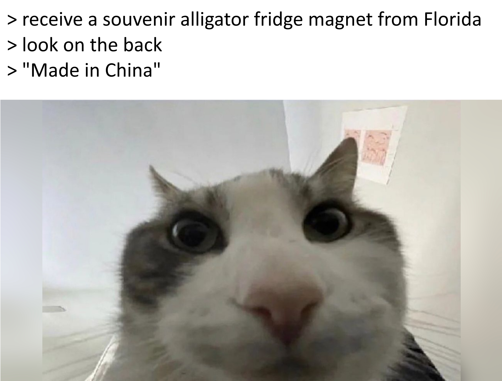 "Cat Looks Inside" meme, with captions that say: 1. receive a souvenir alligator fridge magnet from Florida. 2. look on the back. 3. "Made in China".