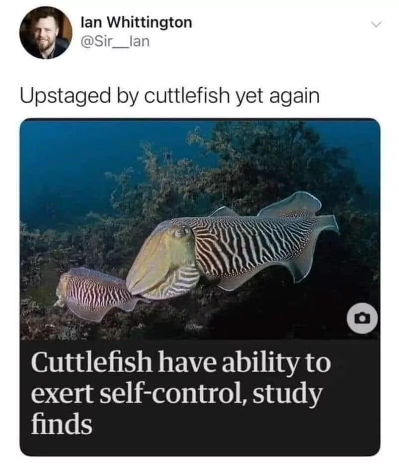 Social media post responding "Upstaged by cuttlefish yet again"  to the news head line "Cuttlefish have ability to exert self-control, study finds"