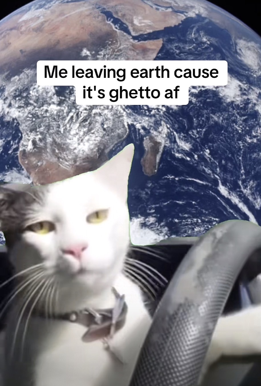 Cat driving a car transposed onto the Earth with the caption “Me leaving earth cause it's ghetto af”