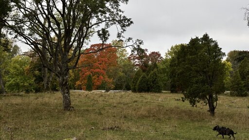 Photo of some trees in varyiong shades of green, yellow, and red from a field with Zelda the dog running into the shot from the right.