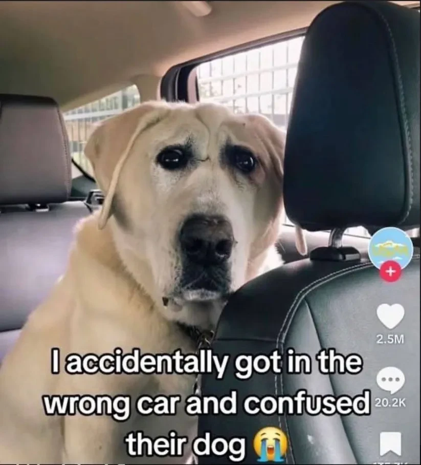 Picture of a extremely confused looking dog captioned "I accidentally got in the wrong car and confused their dog"