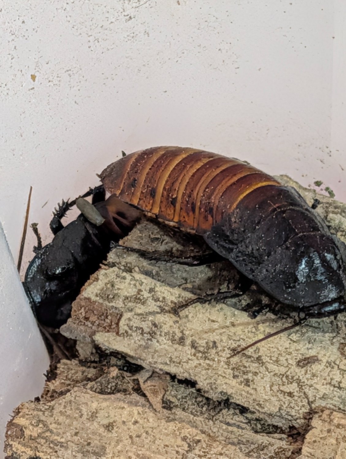 A Madagascar hissing cockroach perched on the edge of a large piece of bark, its tailend overhanging the edge. Another cockroach lies below, with a piece of roach shit lying on it.