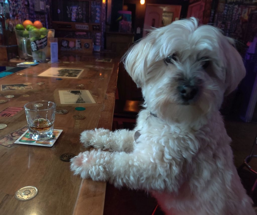Picture of my small white Maltese/poodle with his front legs on the bar rail. In front of hims a shot glass with brown liguor. 