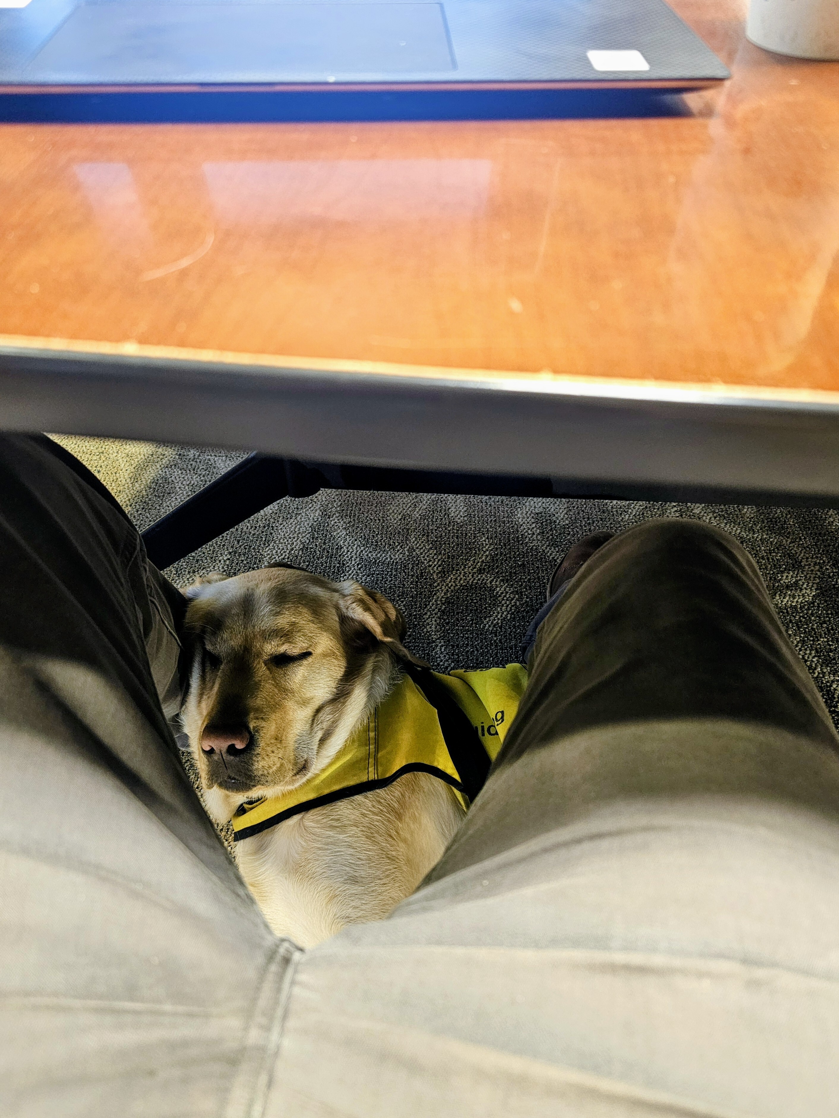 guide dog in training sleeping under a conference table with his head against his handler's leg