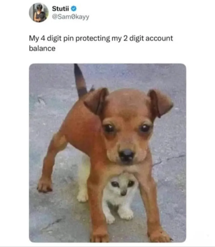 Stutii (@Sam0kayy): My 4 digit pin protecting my 2 digit account balance [Picture of a small puppy standing guard over a smaller kitten]