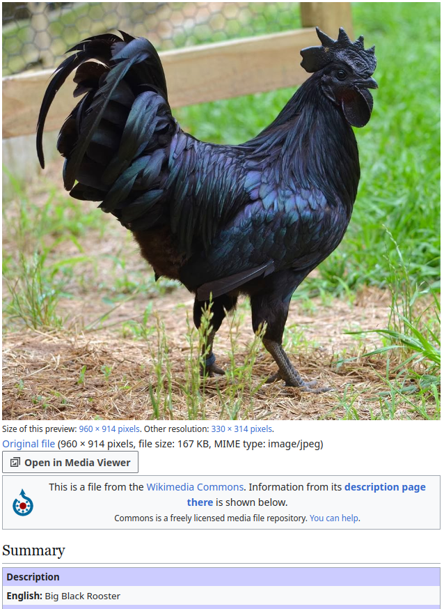 Shows a hyperpigmented rooster on Wikimedia Commons with the image description: "Big Black Rooster"