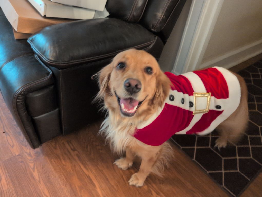 A golden retriever in a Santa outfit stares happily at the camera.