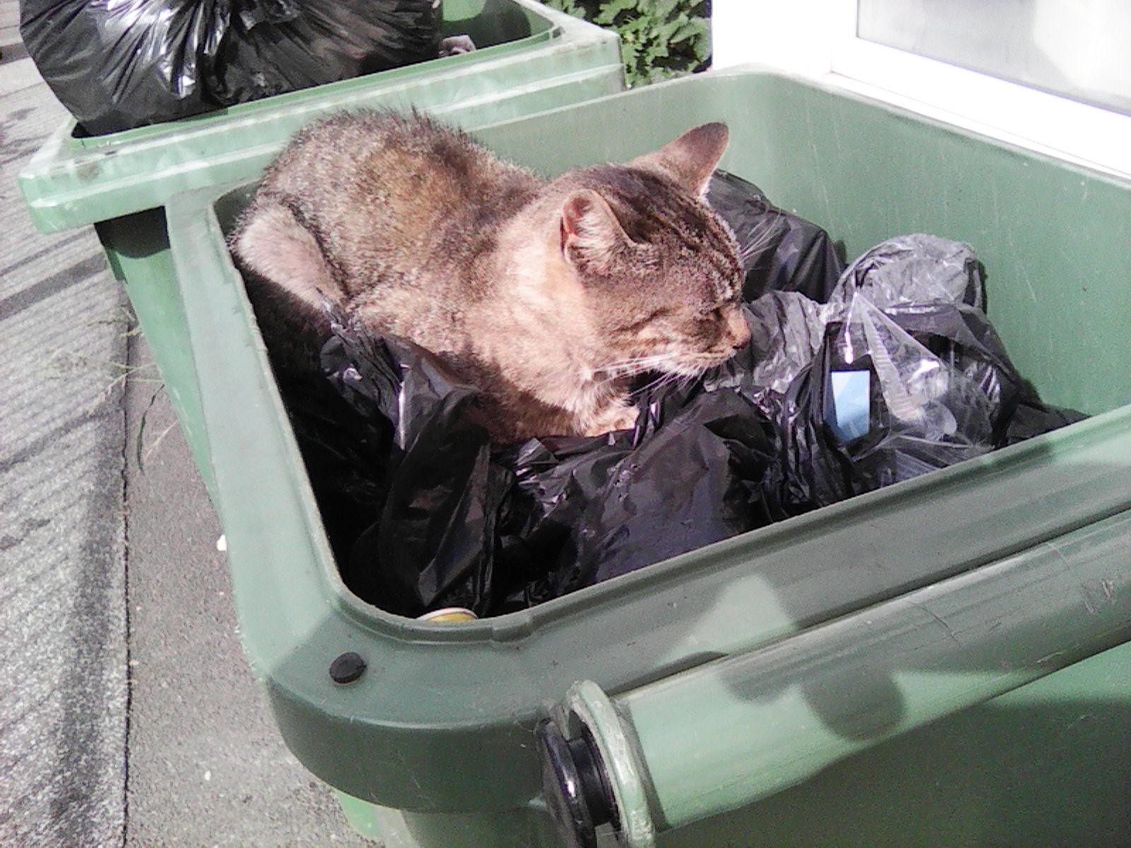 infamous script kitty