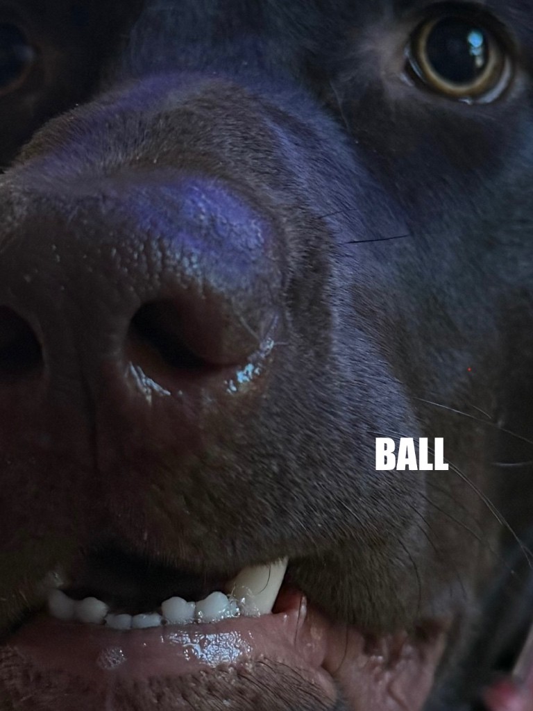have you heard about ball?